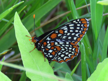 Baltimore Checkerspot